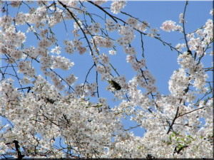 Mar29_KoishikawaBG_77_CherryBlossomsRC.jpg