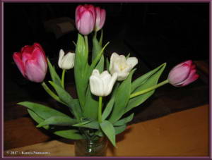 Mar6th_04_TulipsRC