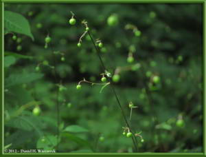 Jul29_24_MtMitake_Rengeshouma_Anemonopsis_macrophyllaRC