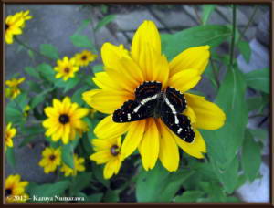 July29th_003_MtMitake_ButterflyRC