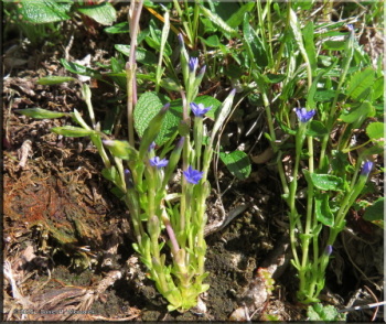 073125_53Crop_SavageRiver_GentianaProstrataRC