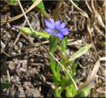 073125_57Crop_SavageRiver_GentianaProstrataRC