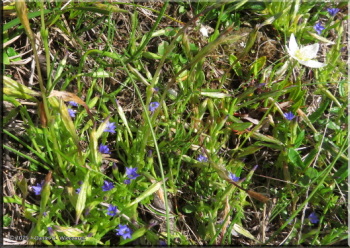 073125_60Crop_SavageRiver_GentianaProstrataRC