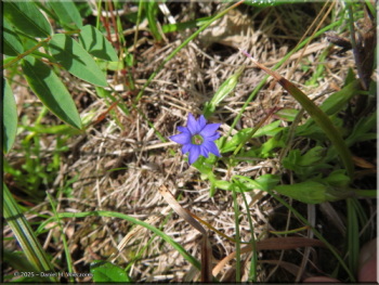 073125_62_SavageRiver_GentianaProstrataRC