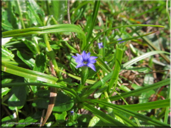 073125_67_SavageRiver_GentianaProstrataRC