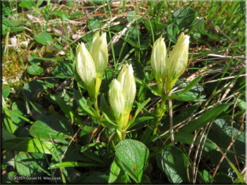 073125_73_SavageRiver_GentianaAlgidaRC