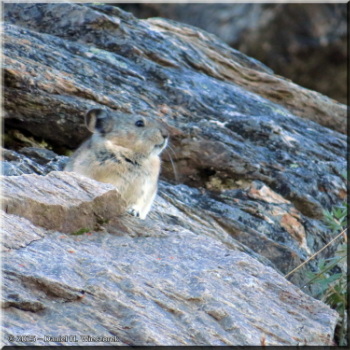 080125_015CropLevels_SavageAlpineTrail_PikaRC