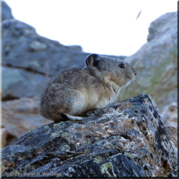 080125_024Curves_SIP_SavageAlpineTrail_PikaRC