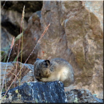 080125_033Curves_SavageAlpineTrail_PikaRC