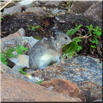 080125_039Curves_SavageAlpineTrail_PikaRC