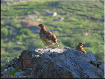 080125_063_SavageAlpineTrail_PtarmiganRC