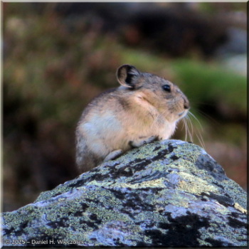 080125_069Curves_SavageAlpineTrail_PikaRC