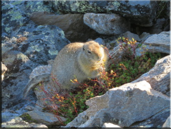 080125_080_SavageAlpineTrail_GroundSquirrelRC