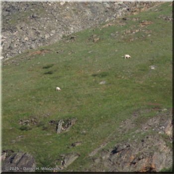 080225_04_SavageRiver_DallSheepRC