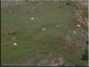 080225_13_SavageRiver_DallSheepRC