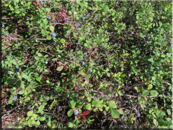 081225_01_USCreekRd_BlueberryPicking