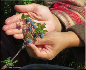 081225_03_USCreekRd_BlueberryPicking
