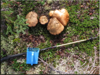 081225_07_USCreekRd_BlueberryPicking