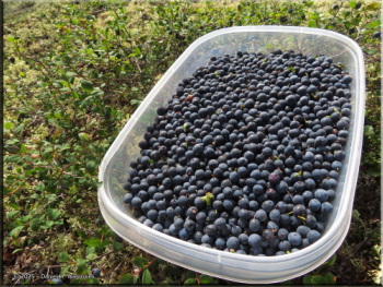 081225_10_USCreekRd_BlueberryPicking