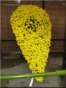 Nov15_JindaiBG_Chrysanthemum05RC.jpg