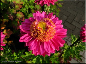 Nov6_002_JindaiBG_ChrysanthemumRC