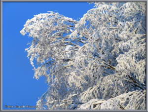 Jan27_03_WalkingSteeleCreekRd_Snow_ColdRC