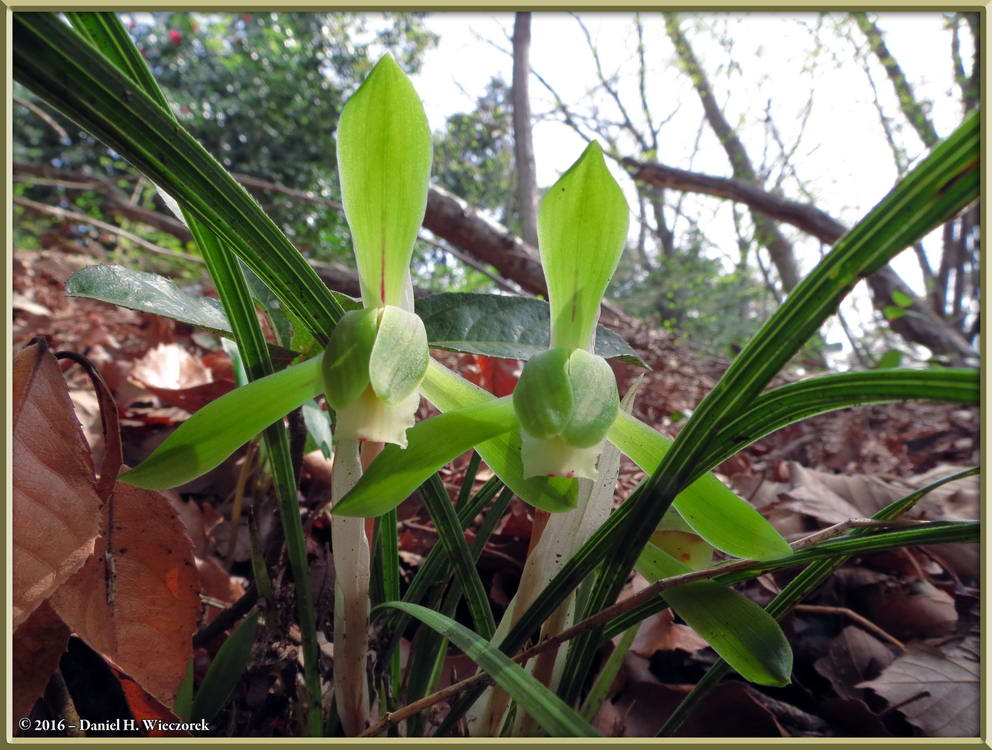 Cymbidium goeringii - The Spring Orchid