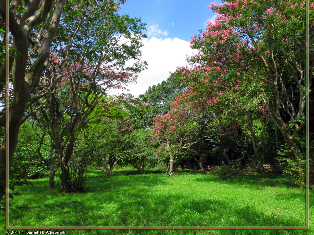 Jindai Botanical Garden Crape/Crepe Myrtle (Lagerstroemia indica) August 18th 1:07 PM