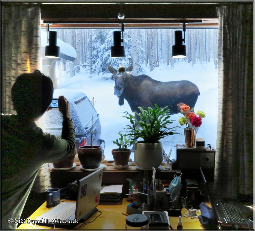 Shooting a Moose, With a Camera