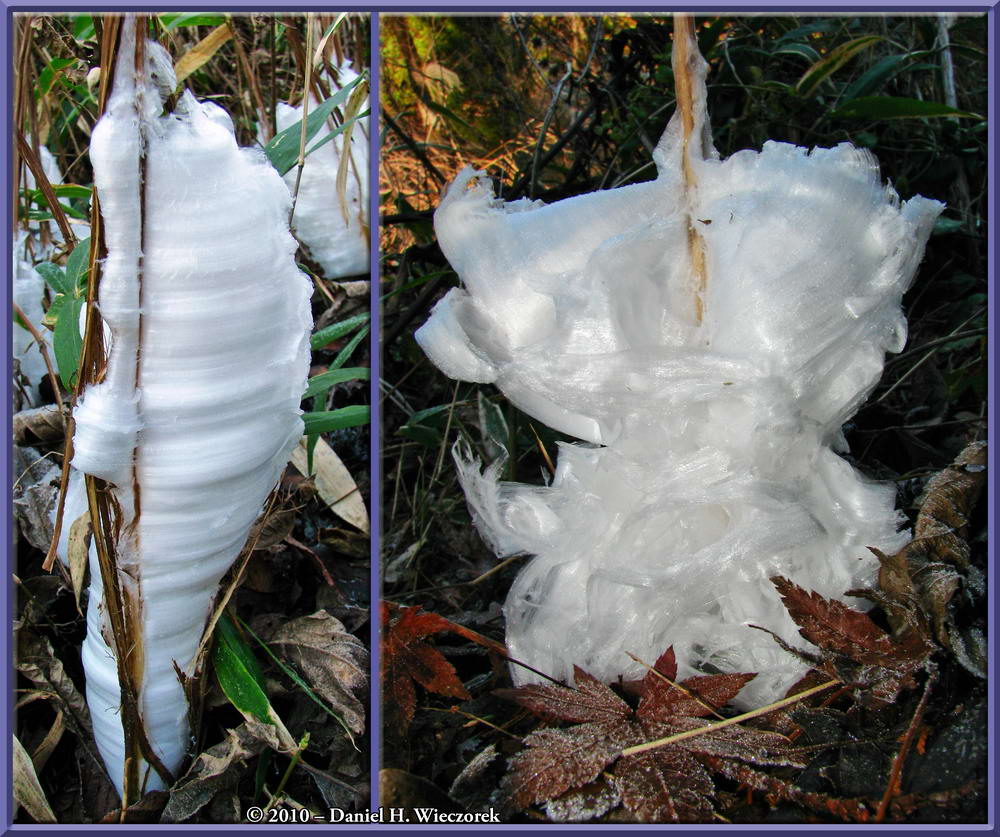 Frost Flowers at Mt. Takao