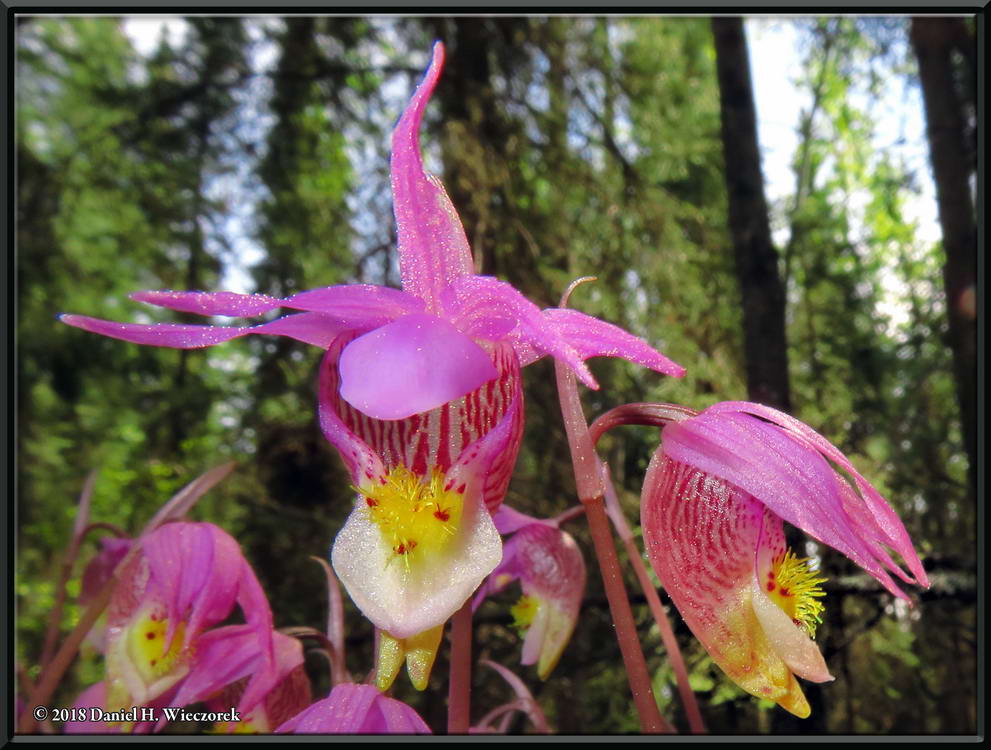 Calypso Orchid - (<I>Calypso bulbosa</I> var. <I>americana</I>)