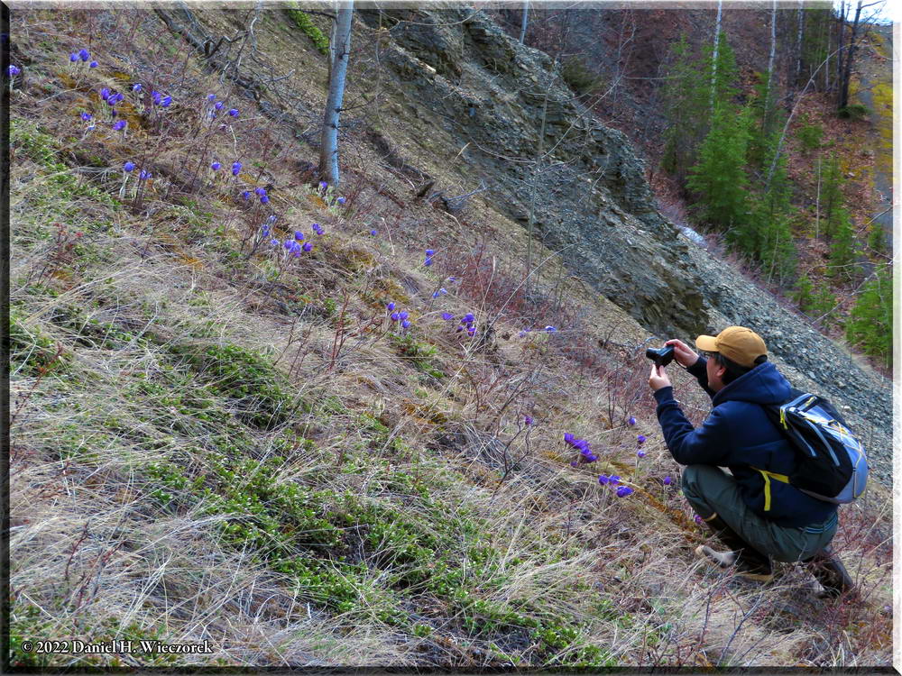 Kazuya Shooting the Pasque Flowers