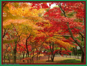 Nov29_JindaiBG_315_FallColor_MapleTrees2Frames_950