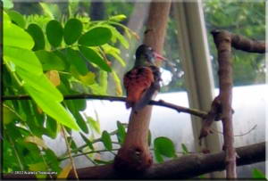 Jun_05TamaZooInsectarium18_HummingbirdRC.jpg