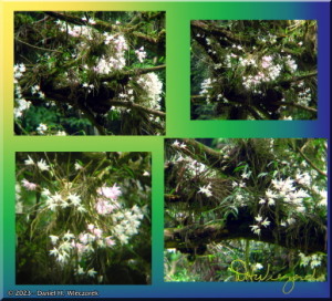 Jun02_Dendrobium_moniliforme31a_32_46b_51aRC.jpg