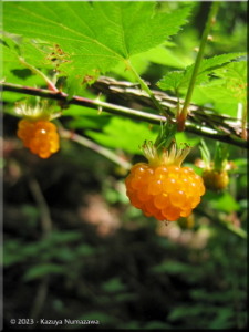 Jun17Okutama05_RubusPalmatusVarCoptophyllusRC.jpg