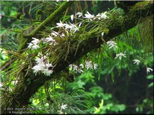 Jun08Takao_Dendrobium_moniliforme24RC.jpg