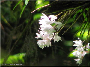 June07_MtTakao27_Dendrobium_moniliformeRC.jpg
