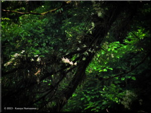 June7th_TakaoSan027_Dendrobium_moniliformeRC.jpg