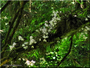 June7th_TakaoSan035_Dendrobium_moniliformeRC.jpg