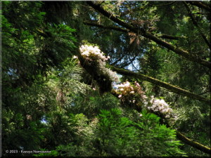 June7th_TakaoSan085_Dendrobium_moniliformeRC.jpg