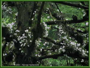 June12th_MtTakao036_DendrobiumMoniliformeRC
