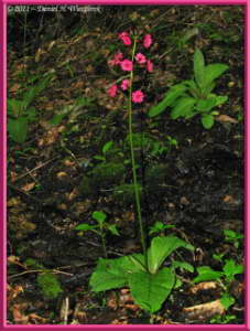 June24_018SIP_MtMizugakiClimb_Primula_japonicaRC