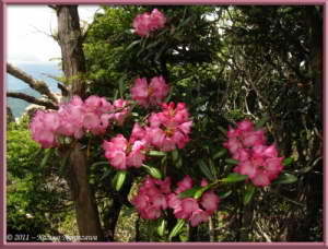 June24th_MtMizugaki098_RhododendronDegronianumRC