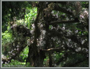 June2nd_MtTakao029_DendrobiumMoniliformeRC