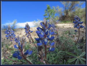 May26_05_Hwy97_Lupinus_spRC