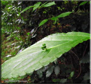TakaoMay1_Helwingia_japonica_Male05RC.jpg