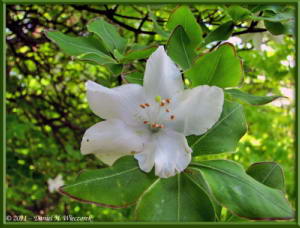 May15_11_MitakeOhtake_Rhododendron_quinquefoliumRC