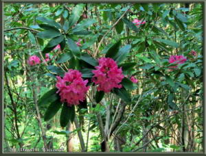May18_094_Hinode_RhododendronRC