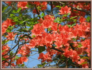 May18th_MtMitake006_RhododendronKaempferiRC
